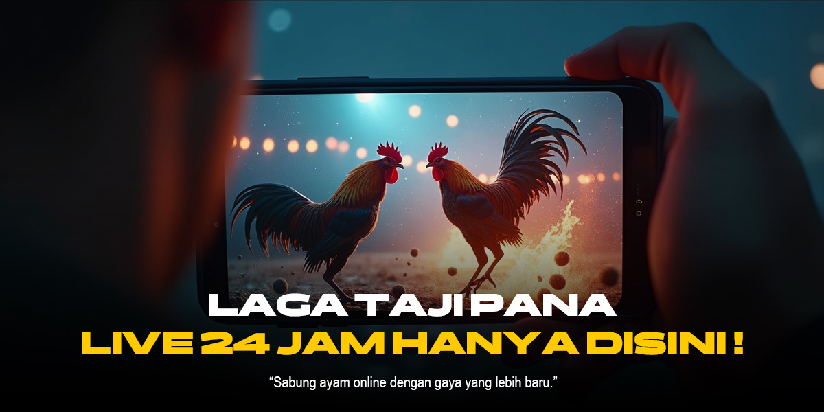 Membedah Keunggulan Ayam Bangkok di Sabung Ayam SV388